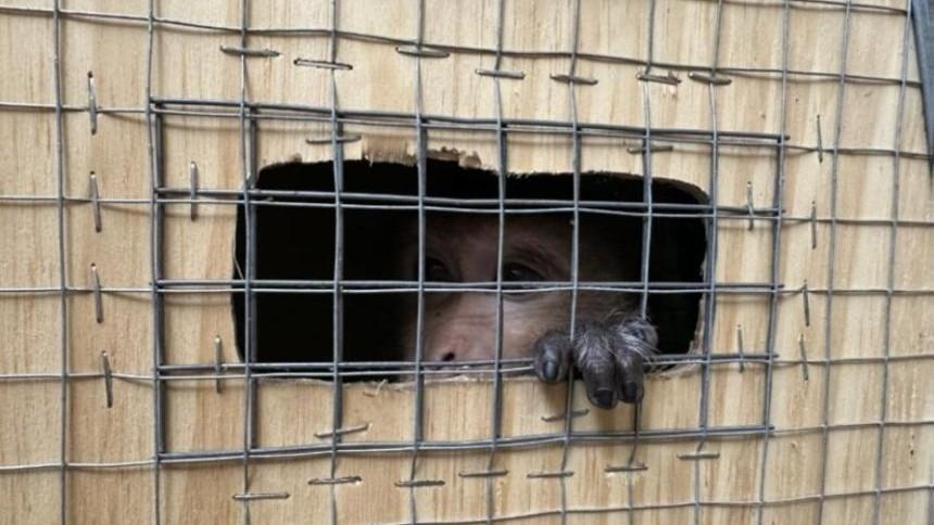 Apen op transport. Foto: Departement Dierenwelzijn