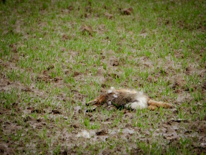 Deze haas kon spijtig genoeg niet ontkomen. Pas na verschillende geweerschoten was het dier dood.