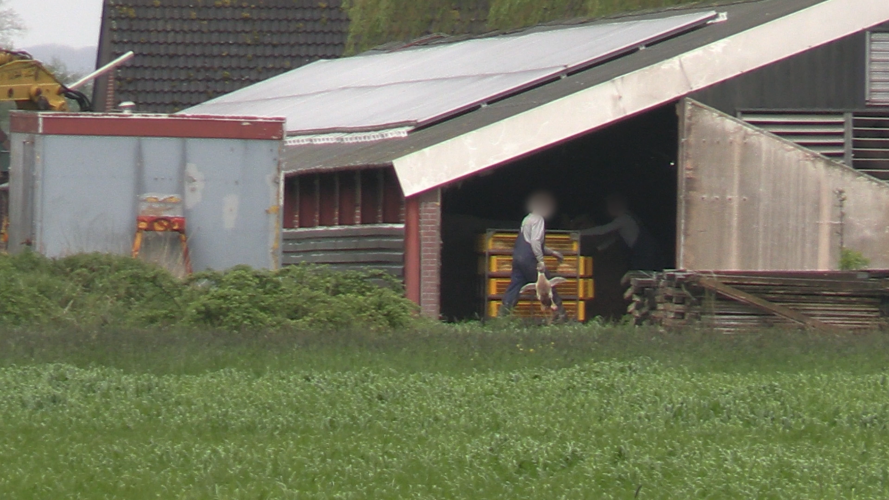 Eendenslacht Tomassen Duck-To behandeld eenden als vuile was