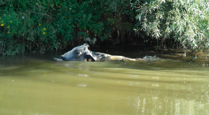 De koe die vastzat in de Dender. Foto credit: Frank Eeckhout, HNL