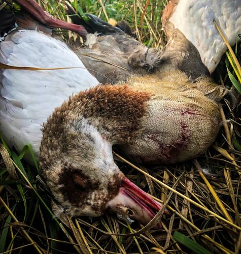 Deze geschoten Nijlgans werd vele meters van de jachtpartij aangetroffen in het veld. 